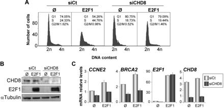 CHD8 is required for E2F1-dependent S phase stimulation of quiescent cells. (A-C) RPE1 cells were transfected with control (siCt) or CHD8-specific (siCHD8) siRNAs and then serum starved for 24 h. After that, cells were transfected with a plasmid expressing E2F1 (E2F1) or empty vector (Ø), maintained in serum starvation conditions for 24 h, and finally collected for cell cycle analysis by flow cytometry (A), for western blotting analysis (B) or for expression analysis by RT-qPCR (C). (B) Western blottings were performed with anti-CHD8 and anti-E2F1 antibodies. (C) Total RNA was subjected to RT-qPCR quantification with primers for the indicated genes. Data (mRNA relative level) are the mean of at least n = 6 qPCR reactions from three independent experiments. Error bars represent ± SD values.
