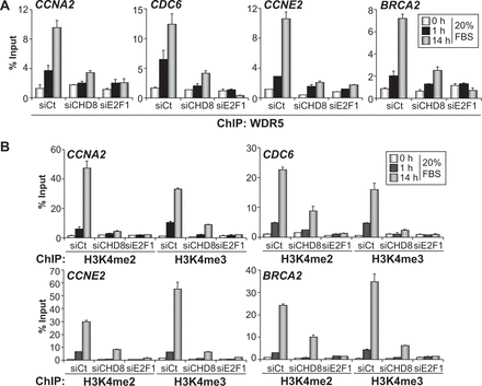 CHD8 is required for MLL complexes recruitment and histone H3K4 methylation of G1/S promoters. (A and B) ChIP analysis of WDR5 (A), H3K4me2 and H3K4me3 (B) on the indicated promoters, in RPE1 cells serum starved (0 h) and then stimulated with 20% FBS for 1 or 14 h. Cells were transfected with control siRNA (siCt) or siRNA against either CHD8 (siCHD8) or E2F1 (siE2F1). Data (% input) are the mean of at least n = 6 qPCR reactions from three independent experiments. Error bars represent ± SD values.