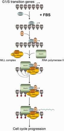 Schematic diagram indicating the proposed order of events occurring at E2F target promoters on serum activation of quiescent cells.
