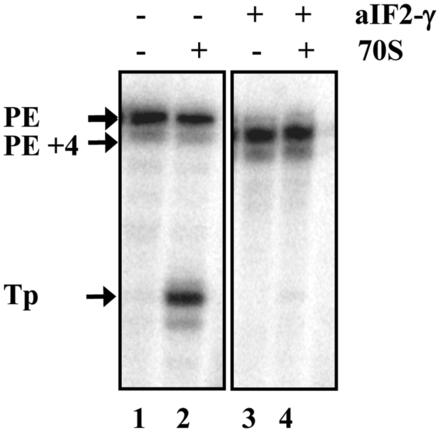 aIF2-γ inhibits in vitro translation initiation complex formation. Leaderless mRNA 104 was incubated without (lanes 1 and 2) and with (lane 3 and 4) aIF2-γ. Lanes 1 and 3, primer extension in the absence of 70S ribosomes. Lanes 2 and 4, toeprint analysis in the presence of 70S ribosomes and tRNAfMet. The primer extension signals obtained in the absence (PE) and presence of aIF2-γ (PE+4) as well as the toeprint signal (TP) obtained in the absence of aIF2-γ are marked by arrows.