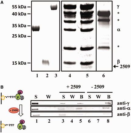 Interaction of Sso protein 2509 with aIF2. (A) Co-purification of Sso 2509 with aIF2 during outgrowth from prolonged starvation. Sso strain PH1-16(pMJ05-γHis) was subjected to prolonged stationary phase and then reinoculated in Brock’s medium containing arabinose as described in ‘Materials and Methods’ section. Purified aIF2-α (lane 1), aIF2-ß (lane 2) and aIF2-γ (lane 3) were separated on a 12% SDS-polyacrylamide gel. The trimeric factor containing aIF2-γHis was captured by Ni-NTA chromatography from PH1-16(pMJ05-γHis) extracts obtained from cells subjected to prolonged starvation (lane 4) and 3 h after outgrowth from prolonged starvation (lane 5). The eluted proteins were separated on a 12% SDS polyacrylamide gel. A mock purification performed with extracts of strain PH1-16(pMJ05) obtained during outgrowth from prolonged stationary phase revealed nonspecific contaminant proteins (lane 6), which are indicated by stars. The bands corresponding to aIF2-α and aIF2-β co-purifying with aIF2-γHis are indicated at the right. Protein Sso2509 (arrow) was found to associate predominantly with aIF2 during outgrowth. The positions of marker proteins are indicated at the left. The gels were stained with Coomassie brilliant blue. (B) Sso2509 removes aIF2 from the 5′-P3-end of RNA. The immobilized 2508sh RNA was first saturated with aIF2. Unbound aIF2 present in the supernatant (S) was removed by several washing (W) steps. The presence and absence of aIF2 in the S (lane 1) and W (lane 2) fraction was confirmed by western blot analysis, respectively. The immobilized aIF2-2508sh complex was then either incubated with protein Sso2509 (lanes 3–5; + Sso2509) or with buffer (lanes 6–8; −Sso2509). The supernatant (S; lanes 3 and 6), the wash fraction (W; lanes 4 and 7) and the beads (B; lanes 5 and 8) were examined for the presence of aIF2(α,β,γ) by western blot analysis. The aIF2 subunits were detected using antibodies directed against either subunit protein.