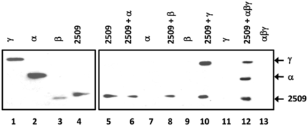 Interaction of Sso2509 with aIF2-γ. Lane 1–4, 2.5 pmol of either purified aIF2 subunit and Sso2509 (1/40 of input) were loaded on a 12% polyacrylamide gel followed by western blot analysis with anti-His antibodies. Lane 5, Immunoprecipitation of Sso2509 with anti-2509 antibodies and detection by western blot analysis with anti-His antibodies. Lanes 6, 8, 10 and 12, Co-IP experiments using anti-2509–specific antibodies. Sso 2509 was incubated together with aIF2-α (lane 6), aIF2ß (lane 8), aIF2-γ (lane 10) and trimeric aIF2 (lane 12), respectively. The eluates were separated on a 12% SDS polyacrylamide gel and the proteins were detected by western blot analysis using anti-His antibodies. Lanes 7, 9, 11, 13, mock experiments in the absence of protein Sso2509. The positions of the aIF2-γ, aIF2-α and 2509-specific bands are indicated by arrows.