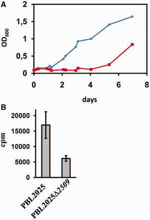 Impaired outgrowth of and total protein synthesis in a Sso 2509 deletion mutant. (A) Strains PBL2025 and PBL2025Δ2509 were grown as described in the text. Outgrowth of the wild-type strain (diamonds) and the 2509 deletion mutant (squares) was monitored after the cells were subjected to prolonged stationary phase. (B) Protein synthesis during outgrowth is impaired in the 2509 deletion strain. The error bars represent standard deviations from three independent experiments.
