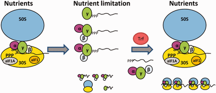 Model for RNA 5′-end protection by aIF2 and its removal by Trf. During optimal growth conditions (Nutrients), aIF2 binds predominantly to the ribosome, which is assisted by aIF1/aIF1A (9). Ribosome bound aIF2 then recruits tRNAi to the translation initiation complex. During nutrient limitation, overall protein synthesis ceases, which in turn results in increased levels of free aIF2. 5′-end protection of mRNAs by either trimeric aIF2 or by aIF2-γ might be of particular importance to maintain the integrity of leaderless mRNAs. On relief of nutrient stress, Trf binds to aIF2-γ, and aIF2/aIF2-γ is released from the 5′-P3-end of mRNAs. The aIF2-free mRNAs can then bind to ribosomes and translation resumes.
