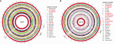 Circos plots displaying the distribution of methylated bases in the genomes of H. pylori 26695 (A) and J99-R3 (B). The outermost and innermost tracks represent the interpulse duration ratios. The colored tracks in between represent the location of methylation of the different motifs. Each motif is displayed by one track except for the asymmetric Type I recognition sites for which both motifs were combined. For m6A and m4C methylation, the cutoff for calling a site modified was Qmod >100 (kinetic score); for the TET-treated m5C methylation a kinetic score threshold >50 was used. The position and type of methylation for each motif is depicted in the legend. Novel motifs are highlighted in red. The genome tick marks display the genomic positions (kbp). The locations of the cag pathogenicity island (cagPAI) and PZ are indicated. Please note that the PZ of strain 26695 is split into two regions (21).