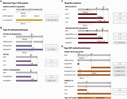 Graphical representation of the silenced JHP0414/JHP0415 Type I MTase of J99-R3 (A), the putative phase-variable Type III MTases (B), BcgI-like R-M systems (C) and Type ISP MTases (D). (A) The gene sequences of HsdM (JHP0415) and HsdS (JHP0414) are displayed as gray bars and the protein sequences as yellow bars. SMRT sequencing of the J99-R3 genome did not reveal methylation by the Type I MTase complex (dashed lines), while expression of the enzyme complex on a plasmid in E. coli 2796 and subsequent SMRT analyses demonstrate methylation of the recognition site AAAN6TGG. (B–D) The gene sequences (gray arrows) contain one or two putative or authentic frameshifts that would prevent translation of full-length proteins (colored bars). Each frameshift was repaired through site-directed mutagenesis (addition and deletion of an indicated number of nucleotides, +15 Nt—TAAGGTTAATATATG) and correction was verified by targeted Sanger sequencing. The activity of the MTase proteins was pretested with a methylation activity assay. If an MTase showed activity in the assay, the gDNA of the corresponding E. coli host strain ER2796 was subjected to SMRT sequencing and analyzed for methylation. ‘mut’ marks alleles with frameshift corrections, ‘trunc’ labels not fully translated alleles, ‘n.d.’ points out that no SMRT sequencing was performed and dashed lines indicate that no methylation could be detected through SMRT sequencing. Filled inverted triangles highlight the position of the frameshift mutations. JHP—ORFs of J99, HP—ORFs of 26695. Homologous systems are displayed in the same color.