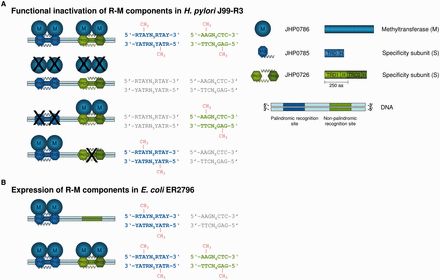 Functional characterization of JHP0785/JHP0786 and JHP0726 through insertion mutagenesis (A) and expression of the R-M genes in E. coli 2796 (B) confirmed that the Type I MTase JHP0786 interacts with the two S subunits JHP0785 or JHP0726 to achieve methylation of two different recognition sites. The methylation patterns of the J99-R3 parental and mutant genomes and the E. coli ER2796 host genomes were analyzed by SMRT sequencing. Motifs displayed in gray are not modified. Methylation of a recognition site is indicated by coloring and boldface type. The methylated nucleotide within a site is highlighted by the addition of a methyl group (CH3) to the sequence. ‘M’ is the abbreviation for methyltransferase, which acts as a homodimer. The two S subunits are composed of either one or two TRDs and interaction of TRDs is achieved by helical connector regions (H) adjacent to each TRD. (A) Expression of the three R-M components in J99-R3 and functional inactivation of either component (labeled by a black cross) resulted in different methylation patterns of the two distinct recognition sites. (B) Analysis of enzyme activity through plasmid-based expression of either JHP0786/JHP0785 (pRRS) alone or together with JHP0726 (pACYC184) in E. coli.