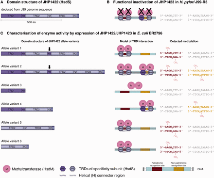 Graphical representation of the unique ability of the Type I MTase complex JHP1422/JHP1423 (HsdS/HsdM) to recognize and methylate two distinct recognition sites. (A) Schematic representation of the domain structure of the JHP1422 specificity subunit (HsdS) deduced from the J99 genome sequence (21). The proposed protein harbors three TRDs of which TRD1 is unique and TRD2 and 3 are duplicated as indicated by the coloring. Helical connector regions (H), known as conserved regions (CR), flank each TRD. (B) Inactivation of JHP1423 (HsdM) by insertion mutagenesis and subsequent SMRT analysis resulted in a lack of methylation of two different recognition sites as indicated by the gray color of the two sites. (C) Joint expression of JHP1423 (M) and several allele variants of JHP1422 led to different methylation patterns in the E. coli host genome. Cloning of JHP1422/JHP1423 yielded two naturally occurring allelic variants of JHP1422 (left panel: allele variant 1 and 2, JHP1423 sequence not shown) that differ in composition and protein length. In contrast to the proposed sequence, the H2 region following TRD2 is replaced by the H1 for allele variant 1. Allele variant 2 shows the same exchange but, in addition, has a second TRD2 flanked by the H2 region. Both variants have a different impact on methylation of the two recognition sites (right panel). Allele variants 3–6 were obtained by mutagenesis to reveal the specificity of the TRDs. Coloring and boldface type highlight methylation of the recognition sites, and the methyl group (CH3) indicates the modified nucleotide. Recognition sequences displayed in gray are not modified. The methylation patterns were analyzed by SMRT sequencing of the J99-R3jhp1423 mutant genome (B) and E. coli ER2796 genomes (C).