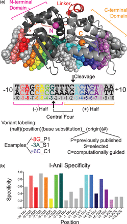 Structure and specificity of the I-AniI LAGLIDADG HE. (a) The I-AniI endonuclease (shown here, pdb code 2qoj) was used in this study, with the addition of activating mutations—Y2, M4 and M5, detailed in the methods—identified in previous work (32). Monomeric LAGLIDADG endonucleases are pseudo-symmetric, with two enzyme halves binding to the left (– half) and right (+ half) sides of the DNA target that flank the central four bases where cleavage occurs (arrow). The N-terminal domain binds to the (–) half-site and the C-terminal domain binds to the (+) half-site. The linker between the two regions is shown in red and the termini are marked with pink (N) and orange (C) spheres. The goal of our work is to alter the target site substrate preferences of these enzymes in order to direct their cleavage to genomic sites of interest. Many new variants cleaving single base-pair substitutions in the I-AniI target are presented in this work, and the labeling scheme for these variants is presented here. The ‘Selected’ enzymes were identified from fully randomized libraries, ‘Computationally guided’ enzymes were either improved versions of previous computational designs or selected from libraries containing computationally identified motif contacts, and the ‘Previously published’ enzymes are presented as well to show the full range of currently targeted positions in the I-AniI interface. (b) Experimentally determined specificity for the I-AniI endonuclease (Y2), derived from previously published kinetic data on each single base-pair substitution (12). Experimental specificity is defined in the Methods section on computational specificity prediction—a value close to 1.0 indicates that the enzyme has high specificity and a value of 0.25 indicates that all nucleotides are cleaved equally or that one other nucleotide is significantly preferred over the target nucleotide.