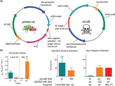 Bacterial directed evolution system for selecting endonuclease variants with high specificity. (a) Schematics of the plasmids used in the bacterial selection system. The pENDO-HE plasmid expresses the endonuclease and contains an HE target for negative selection. The pCcdB plasmid expresses the CcdB protein, a DNA gyrase poison, which causes bacterial cell death if the target sites on the plasmid are not cleaved by the endonuclease. Both the modifications to allow for specificity selection and increase system throughput are shown in red. (b) Comparisons of endonuclease activity with kinetic data from in vitro cleavage assays, survival in the original selection system and survival in the improved system with the specificity selection component. An extended comparison of survival and in vitro cleavage activity for multiple single base-pair substitutions in the I-AniI target is available in Supplementary Figure S1.