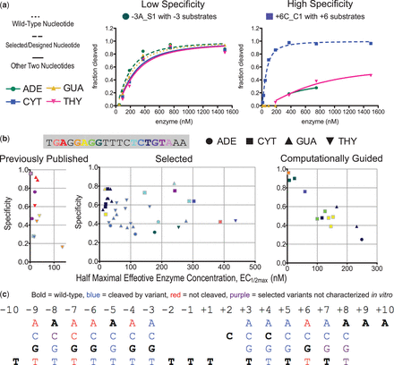 Combining directed evolution with computational design to successfully select for variants cleaving targets with single base-pair substitutions in the I-AniI target site. (a) Representative data from cleavage assays with each of the four single base-pair substitutions at the targeted position for variants exhibiting high or low specificity. Data for the other I-AniI variants are available in Supplementary Figure S2. (b) Activity and specificity of I-AniI endonuclease variants that cleave single base-pair substitutions (Supplementary Figure S2, Supplementary Table S1). Each point in the graphs is an enzyme variant and is colored to reflect the substituted nucleotide in the cleaved DNA target, both those toward which the enzyme was evolved or the preferred substitution, in the case where an alternate non-WT nucleotide was preferred with over twice the specificity to the target. These three plots include the majority of the 64 variants discussed in this work, with the exceptions of two published enzymes without EC1/2max data available and three selected enzymes with EC1/2max-values of over 500 nM for all base-pairs at the target position. (c) Summary of the single base-pair substitutions in the I-AniI target site that can be cleaved with the engineered variants. Of the 39 substitutions for which selection was attempted—substitutions at −10, +9, +10, and the central four were skipped—variants cleaving 26 substitutions were expressed and characterized (Supplementary Table S1). Blue, sites cleaved by engineered variants; purple, sites for which high-surviving variants were identified but the endonucleases were not expressed; and red, sites for which cleaving variants were not obtained.