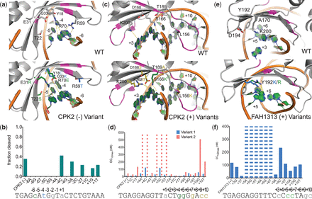 Combining computation and selection to cleave multiple base-pair substitutions with high specificity. Libraries screened to generate variants, exact mutations tested and the data shown are detailed in Supplementary Table S2 and Supplementary Figure S8. The WT amino acids in the region of interest are shown in gray in the upper portion of panels (a, c and e), and residues predicted to be important for activity and specificity (data in panels (b, d and f)), are shown in the lower portion. Protein backbone positions shown as magenta are supporting positions that were varied in the selection process, but did not yield the dominant contacts. Any substrates not shown in panels (b, d and f) are missing because the process used to generate the target sites utilized a batch method for large numbers of substrates mixed together and these missing constructs were not successfully derived from the group. Bars with dashes indicate that no cleavage was visible at the highest tested enzyme concentration. (a) The (–) half of the CPK2 site contains multiple base-pair substitutions, including −6C and −4T. An enzyme was engineered to target a site with both changes by combining amino acid mutations from variants previously engineered for each single base-pair substitution. Mutations targeting −6C (from −6C_C1) are shown in green and mutations for −4T (from −4C_C1) are shown in blue. (b) Cleavage of the CPK (–) half-site with the CPK2_N enzyme (exact mutations in Supplementary Table S2) and targets containing the indicated base substitution, measured by in vitro cleavage with ∼1700 nM of the CPK2_N enzyme. (c) The (+) half of the CPK2 site contains the adjacent substitutions +4G and +5G, as well as the substitutions +7G, +9C and +10C. The +4G/+5G pocket was targeted before the entire half-site by selecting enzymes from motif-biased libraries, and a library containing the S166K (green) motif produced successful variants that provided a starting place for further selections against the entire (+) half-site. Positions in yellow are contacts that were identified from selections against the CPK2 (+) half-site. For example, the mutation L156K is predicted to hydrogen bond with the two guanines on the reverse strand of the +9C/+10C double base-pair pocket and the D168S mutation caused a significant increase in survival over a D168A-containing variant (Supplementary Table S2). (d) Activity data for two enzyme variants, CPK2_C1 (variant 2) and CPK2_C3 (variant 1), selected from libraries based on the positions shown in panel (c) tested in vitro against the CPK2 (+) half-site and targets with the indicated single base-pair substitution. The two variants differ from each other by two mutations, D168S and T204A, in CPK2_C3 (variant 1) that increase activity over CPK2_C1 (variant 2). (e) The FAH1313 (+) half-site contains the adjacent substitutions +5C and +6C. A library incorporating a motif residue at position 192 was targeted to this double base-pair pocket. Both a lysine and an arginine residue were identified by the computational methods, and surviving variants included both mutations. (f) Activity data for the enzyme FAH1313_Ccc (Supplementary Data), selected to cleave +5C/+6C and incorporating the Y192K motif residue (panel (e)). Data were collected for the full FAH1313 site and all single base-pair substitutions.