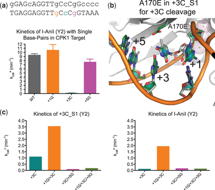 Combining (+) side target substitutions results in cleavage specificity switches that are independent of protein sequence. (a) Kinetic data (kcat*) for the I-AniI enzyme with three targets containing single base-pair substitutions found in the CPK1 site. The I-AniI enzyme cleaves two of three substitutions, +1G and +5G, as efficiently as the WT target and does not cleave the third, +3C. (b) Variants selected to cleave the +3C position contained the A170E mutation over the cytosine. This amino acid is predicted to form a motif interaction with the cytosine nucleotide. (c) Kinetic parameters for the +3C_S1 (A170E, D194K, K200A and Y2 mutations) and I-AniI-Y2 enzymes against targets with different combinations of +1G and +5G with the +3C substitution.