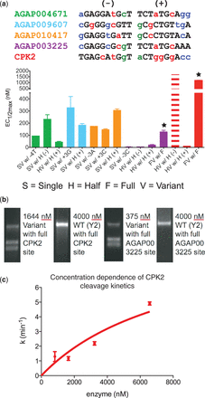 Cleaving full- and half-sites in genes associated with Anopheles sterility and genetic diseases. (a) Activity of variants selected against single base-pair substitutions (SV, single-site variant), half (– or +) (HV, half-site variant) and full-sites (FV, full-site variant) tested against the indicated target with in vitro cleavage assays. The color scheme for base-pair substitutions is the same as Table 1. Single variants are from the set of previously tested variants introduced in Figure 3, and sequences of all tested variants are in Supplementary Table S2. The dashed bars for the CPK2 HV w/ the (–) half-site indicate that an accurate EC1/2max-value could not be collected and this estimate was derived from data in Figure 5. Stars mark the two full variants shown to cleave their respective full-target sites. (b) Gel images showing specific cleavage of full target CPK2 and AGAP003225 sites by engineered enzymes, as well as lack of cleavage by the WT I-AniI scaffold (Y2) at even higher protein concentrations. Specificity for individual positions in the single base-pair changes in the AGAP003225 target and multiple base-pair changes in the CPK2 target are shown in, respectively, Figure 4 and Supplementary Figure S2. (c) Kinetic data for the endonuclease engineered to cleave the full CPK2 target. The rate of target site cleavage by the endonuclease engineered to cleave the full CPK2 target continues to increase above 3 uM indicating a high KM*.