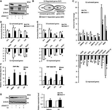 Ddx5 and Ddx17 are master regulators of the estrogen-signaling pathway. (A) Western blot analysis of Ddx5, Ddx17 and β-Actin as loading control, using total protein extract from MCF-7 cells transfected with either a control siRNA or siDdx5/17 in the presence or absence of estradiol (E2) for 10 h. (B) In silico prediction of Exon array analysis of genes regulated at the global expression level by E2 and dependent of Ddx5 and Ddx17 (in gray). (C) Hormone fold change induced by E2 treatment for 10 h of the expression level of a subset of mRNAs as determined by RT–qPCR in MCF-7 cells transfected with siCTRL or siDdx5/17 (genes upregulated by E2 in the upper panel and genes downregulated by E2 in the lower panel). (D) Hormone fold change induced by E2 treatment for 10 h of the expression level of a subset of mRNAs as determined by RT–qPCR in MCF-7 cells transfected with siCTRL or a mixture of siRNAs-targeting Ddx5 and Ddx17 UTRs (siDdx5/17 UTR). (E) Hormone fold change as assessed by RT-qPCR measuring the unspliced pre-mRNAs of E2-regulated genes in the nuclear extracts. MCF-7 cells were transiently transfected with Control siRNA or siDdx5/17 then treated with E2 or vehicle for 1 h. (F) qPCR analysis using primers spanning promoter regions of a subset of E2-regulated genes on genomic DNA in a ChIP assay using MCF-7 for ERα (left panel) and MCF-7 stable cell lines expressing Ddx5-HA (right panel). (G) Western blot analysis of ERα and β-Actin as loading control using MCF-7 cells transfected with either a control siRNA or siDdx5/17 in the presence or absence of estradiol (E2) for 10 h (left panel). Relative expression level of ERα mRNA as assessed by RT–qPCR analysis (right panel). Histograms represent the average of at least three independent experiments. Error bars, s.e.m.; *P < 0.05; **P < 0.01; ***P < 0.001 (t-test).