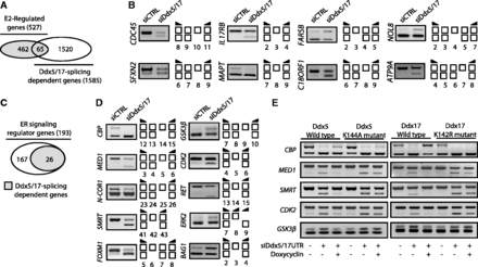 Ddx5 and Ddx17 regulate splicing of a subset of E2-target genes and genes involved in estrogen-signaling pathway. (A) in silico prediction of Exon array analysis. Venn diagram representing E2-regulated genes and genes that were regulated by Ddx5 and Ddx17 at the splicing level. (B) Validation by RT–PCR of splicing variants produced from E2-target genes and regulated by Ddx5 and Ddx17. Exons are represented by white boxes and primers used for PCR by black arrows. (C) Diagram representing ER-signaling regulators genes that were regulated by Ddx5 and Ddx17 at the splicing level. (D) Validation by RT–PCR of splicing events regulated by Ddx5/17. MCF-7 cells were transfected for 48 h with a Control siRNA (siCTRL) or siDdx5/17, then treated for 10 h with E2 (10 nM). Depletion of Ddx5 and Ddx17 induced both exon inclusion and exon skipping. (E) Rescue experiments in inducible stable cell lines. Re-expression of wild-type or mutated Ddx5 (left panel) and Ddx17 (right panel) forms in MCF-7 inducible stable cell lines after transfection with siRNAs targeting DDX5 and DDX17 UTRs was induced by Doxycyclin (1 µg/ml) treatment.