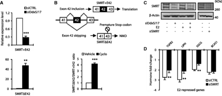 Ddx5 and Ddx17 control SMRT protein expression level. (A) RT–qPCR analysis measuring SMRT splicing variant expression level in MCF-7 cells transfected for 48 h with a control siRNA (siCTRL) or siDdx5/17. Specific primers were designed to amplify transcripts containing or not exon 42, SMRT + E42 and SMRTΔE42, respectively. (B) Upper panel, skipping of exon 42 results in a premature stop codon in exon 43. Lower panel, RT–qPCR analysis measuring SMRT splicing variant ratio in MCF-7 cells after 6 h of cycloheximide treatment (10 µg/ml). (C) Western blot analysis of SMRT protein expression level and β-Actin as a loading control in MCF-7 cells transfected with a control siRNA, siDdx5/17 or siRNA-targeting SMRT mRNA. (D) Hormone fold change induced by E2 treatment for 10 h of the expression level of a subset of mRNAs as determined by RT-qPCR in MCF-7 cells transfected with siCTRL or siSMRT. Histograms represent the average of at least three independent experiments. Error bars represent s.e.m.; **P < 0.01; ***P < 0.001 (t test).