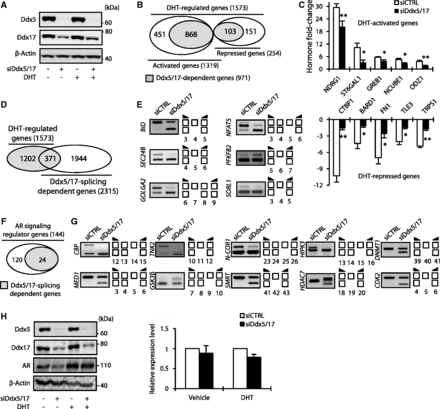 Ddx5 and Ddx17 play a major role in the androgen-signaling pathway. (A) Western blot analysis of Ddx5, Ddx17 and β-Actin as loading control, using total protein extract from LNCaP cells transfected with either a control siRNA (siCTRL) or siDdx5/17 in the presence or absence of DHT for 24 h. (B) In silico prediction of exon array analysis of genes regulated at the global expression level by DHT and dependent of Ddx5 and Ddx17 (in gray). (C) Hormone fold change induced by DHT treatment for 24 h of the expression level of a subset of mRNAs as determined by RT–qPCR in LNCaP cells transfected with siCTRL or siDdx5/17 (genes upregulated by DHT in the upper panel and genes downregulated by DHT in the lower panel). (D) In silico prediction of Exon array analysis. Venn diagram representing DHT-regulated genes and genes that were regulated by Ddx5 and Ddx17 at the splicing level. (E) Validation by RT–PCR of splicing variants produced from DHT-target genes and regulated by Ddx5 and Ddx17. LNCaP cells were transfected with siCTRL or siDdx5/17 then treated by DHT (10 nM) for 24 h. (F) Diagram representing AR-signaling regulators genes that were regulated by Ddx5 and Ddx17 at the splicing level. (G) Validation by RT–PCR of splicing events regulated by Ddx5/Ddx17 in the same experimental condition than F panel. (H) Western blot analysis of Ddx5, Ddx17, AR proteins level. β-Actin was used as loading control (left panel). LNCaP cells were transfected with either a control siRNA or siDdx5/17 in the presence or absence of DHT for 24 h. RT–qPCR analysis of the relative expression level of AR mRNA (right panel). Histograms represent the average of at least three independent experiments. Error bars represent s.e.m.; *P < 0.05; **P < 0.01 (t-test).