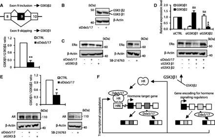 Ddx5 and Ddx17 stabilize ERα and AR protein by modulating GSK3β splicing. (A) Schematic representation of GSK3β primary transcripts (upper panel). RT–qPCR analysis measuring the GSK3β1 and GSK3β2 ratio in MCF-7 cells transfected with a control siRNA or siDdx5/17. (B) Western blot analysis of GSK3β and β-actin as a loading control in MCF-7 cells transfected with a control siRNA or siDdx5/17. (C) Western blot analysis of ERα protein level and β-actin as a loading control in MCF-7 cells transfected with a control siRNA, siDdx5/17 or siGSK3β (left panel) or treated with 20 µM of the SB-216673 GSK3β inhibitor for 24 h (right panel). (D) RT–qPCR analysis measuring GSK3β1 and GSK3β2 splicing variant expression level in MCF-7 cells transfected with specific siRNAs targeting each isoform (i.e. siGSK3β1 and siGSK3β2, upper panel). Western blot analysis of ERα protein level and β-Actin as a loading control in MCF-7 cells transfected with a control siRNA, siDdx5/17 and siGSK3β1 or siGSK3β2 (lower panel). (E) RT–qPCR analysis measuring the GSK3β1 and GSK3β2 ratio in LNCaP cells transfected with a control siRNA or siDdx5/17 (upper panel). Western blot analysis of AR protein level and β-actin as a loading control in LNCaP cells transfected with a control siRNA, siDdx5/17 or siGSK3β or treated with 20 µM of the SB-216673 GSK3β inhibitor for 24 h (lower panels). (F) Ddx5 and Ddx17 that are recruited by Steroid Hormone Receptors (HR) on Hormone Responsive Elements (HRE) act as transcriptional coregulators and regulate alternative splicing of a least a subset of hormone-regulated genes (left panel). Meanwhile, Ddx5 and Ddx17 control the expression at the splicing level of key regulators of the steroid hormone-signaling pathways. Effectors of the steroid hormone-signaling pathways regulated at the splicing level by Ddx5/17 can either be transcriptional coregulators (e.g. SMRT) or proteins modulating HR post-translational modifications, like GSK3β that controls AR and ERα protein expression levels.