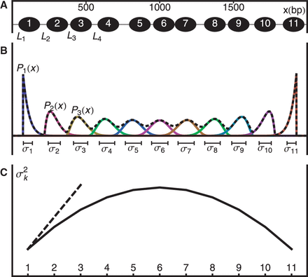 Hard barrier statistical positioning. (A) Example of a valid configuration. Nucleosomes are represented as non-overlapping intervals of width d constrained to lie between two infinite potential barriers. (B) The probability of finding the kth nucleosome centered at x and the associated variance . Dashed black line is the mixture probability. (C) Solid line shows how varies between two barriers. Dashed line indicates the asymptotic variance for the single barrier case, as the right barrier is moved to infinity while fixing the average nucleosome density constant.