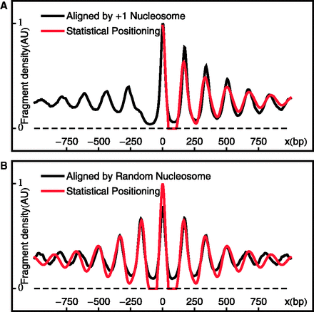 Aligned and averaged density of paired-end read centers. (A) Black curve shows the alignment across genes at the +1 nucleosomes. Red curve shows the single-barrier statistical positioning prediction with bp and , smoothed with a Gaussian filter. (B) Black curve shows the average density aligned at randomly chosen downstream () nucleosomes. Red curve shows the same statistical positioning model as in (A).