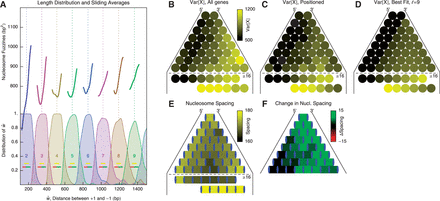 Nucleosome distribution in short genes, organized by the total nucleosome count. (A) Top: Sliding average (Gaussian weighted, ) of fuzziness as a function of , the distance between the +1 and –1 nucleosomes and the number of identified nucleosomes . Bottom: Distribution of for different values of . Dashed vertical lines indicate . Horizontal yellow bars indicate genes used in (B–E) and red and green bars indicate genes used in (F). (B) Median nucleosome fuzziness of the kth nucleosome (disks, left to right) out of N total (rows), calculated from genes with . Last two lines indicate the values for the first eight and last six nucleosomes in long genes with . (C) Same as (B), restricted to genes with well-positioned first and last nucleosomes (). (D) Best fit of the model in Equation (7) to the values in (C), giving parameters , and . (E) Mean nucleosome spacing (colored boxes) for the set of genes used in (B). Blue ovals represent nucleosomes. (F) Difference in mean nucleosome spacing (colored boxes) between genes slightly longer () than relative to genes slightly shorter ().