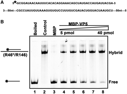 VP5 stimulates RNA strand annealing. (A) Schematic illustrations of the HEX-labeled 46-nt RNA strand and the nonlabeled longer complementary 146-nt RNA strand. Asterisk indicates the HEX-labeled strand. (B) Equal amounts (0.1 pmol each) of the two strands were mixed and reacted with increasing amounts of MBP-VP5 for 15 min. Lane 1, the mixture was boiled before being loaded onto the gel as a negative control; lane 2, the two strands were preannealed using a thermal cycler as a positive control; lane 3, the reaction with MBP alone as a negative control; and lanes 4–8, the reactions with 5, 10, 15, 20 and 40 pmol MBP-VP5.