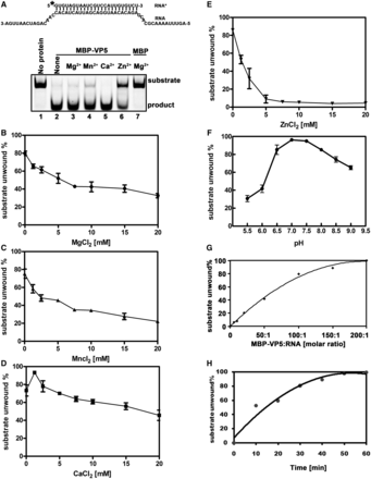Optimal biochemical reaction conditions for the RNA helix-destabilizing activity of VP5. (A) Standard RNA helix substrate (RNA1/RNA3; 0.1 pmol) as illustrated in upper panel was incubated with 10 pmol MBP-VP5 in the absence (lane 2) or presence of 2.5 mM indicated divalent metal ions (lanes 3–6) for 60 min. Reaction mixture without protein addition (lane 1) or with MBP alone (lane 7) was used as a negative control. Asterisk indicates the HEX-labeled strand. (B–E) Standard RNA helix substrate (RNA1/RNA3; 0.1 pmol) was incubated with 10 pmol MBP-VP5 in the presence of increasing concentrations of (B) MgCl2, (C) MnCl2, (D) CaCl2 or (E) ZnCl2 as indicated for 30 min. (F) Standard RNA helix substrate (0.1 pmol) was incubated with 10 pmol MBP-VP5 at indicated pH values in the absence of divalent ions for 30 min. (G) Standard RNA helix substrate (0.1 pmol) was incubated with MBP-VP5 at indicated VP5/RNA molar ratios for 30 min. (H) 10 pmol MBP-VP5 was incubated with 0.1 pmol standard RNA helix substrate (at the molar ratio of 100:1) for indicated time intervals. For (B–H), the unwinding activity was plotted as the percentage of the released RNA from the total RNA helix substrate as Y-axis at indicated ion concentrations (B–E), pH values (F), VP5/RNA molar ratios (G) or incubation time intervals (H) as X-axis. Error bars represent SD values from three separate experiments.