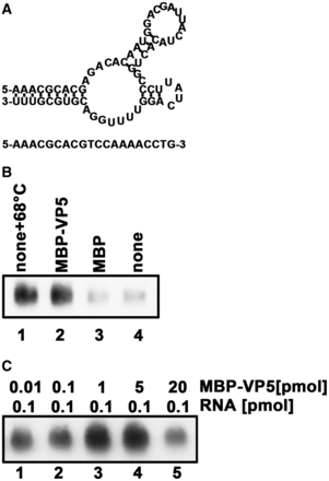 VP5 facilitates RT initiation via a CPV panhandle. (A) Schematic illustrations of the predicted panhandle structure formed by 36 bases from the 5′-end and 30 bases from the 3′-end of HaCPV-5 RNA segment 8 (upper panel) and the primer complementary to the 3′-end of the panhandle (lower panel). (B) The RT reactions were conducted using the RNA panhandle structure and the DNA primer in the presence of M-MLV reverse transcriptase for 30 min at 25°C in the absence (lanes 1 and 4) or presence of MBP-VP5 (lane 2) or MBP alone (lane 3). For lane 1, the panhandle and primer were prehybridized via a thermal annealing treatment at 68°C before the reaction. (C) The RT reactions were conducted using the indicated amounts of RNA panhandles in the presence of indicated amounts of MBP-VP5 for 30 min at 25°C. The samples were analyzed on 6% urea PAGE, followed by northern blotting.