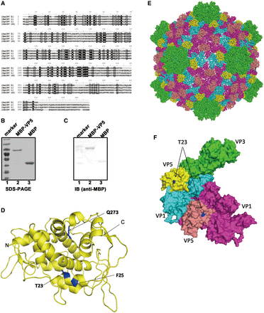 (A) The amino acid sequence alignment of VP5 proteins of HaCPV-5, BmCPV-1, Dendrolimus punctatus CPV-1 (DpCPV-1) and Operophtera brumata CPV-18 (ObCPV-18). Multiple sequence alignments were generated using ClustalX. (B) Electrophoresis analysis of purified MBP-VP5 and MBP alone. Proteins were loaded onto a 12% SDS-PAGE gel and then visualized via Coomassie blue staining. Lane 1, protein molecular mass markers; lane 2, purified MBP-VP5; lane 3, purified MBP. (C) The purified MBP-VP5 and MBP alone were subjected to SDS-PAGE, followed by western blot analysis with anti-MBP polyclonal antibodies. (D) The 3D structure of HaCPV-5 VP5 was modeled by the HMMSTR/Rosetta server, and drawn by PyMOL as described in ‘Materials and Methods’ section. The three mutation sites as well as N- and C-termini were labeled as indicated. (E and F) The surface representations of modeled VP5, which indicate the orientation of VP5 on the CPV particle (E), or in the asymmetric unit formed by VP1, VP3 and VP5 (F). The T23 on the VP5 is shown in blue. Color-coded by protein subunits, VP3 is in yellow, VP1 has two conformers in cyan and magenta, while VP5 in yellow and salmon. The maps of CPV particle and the asymmetric unit are drawn by PyMOL based on the atomic cryoEM structure of BmCPV capsid (PDB number 3IZX) by replacing BmCPV VP5 with HaCPV-5 VP5.