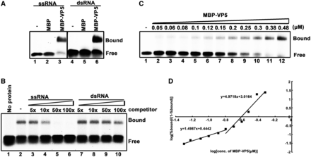 VP5 binds to RNA in a cooperative manner. (A) A gel mobility shift assay was performed to evaluate the dsRNA or ssRNA binding capacity of MBP-VP5. Ten picomoles MBP-VP5 was incubated with 0.1 pmol HEX-labeled ssRNA (RNA1) or dsRNA (RNA1/RNA2) substrate for 30 min. Lanes 1 and 4, no protein supplemented; lanes 2 and 5, 10 pmol MBP supplemented; lanes 3 and 6, 10 pmol MBP-VP5 supplemented. Protein-bound and free RNA strands are indicated. (B) 0.1 pmol HEX-labeled ssRNA probe and 2 pmol MBP-VP5 were incubated with unlabeled competitor ssRNA or dsRNA at the indicated increasing concentrations (in 5-, 10-, 50-, 100-folded excess over the amount of HEX-labeled ssRNA). The bound complexes were analyzed in a gel mobility shift assay. (C) Gel mobility shift assays were performed by incubating the indicated increasing concentrations (0.05–0.45 μM) of MBP-VP5 with 0.1 pmol RNA1 probe. (D) The RNA binding data in (C) were quantified, and a Hill transformation was applied. The Hill coefficients of the RNA binding of VP5 at low and high protein concentrations are indicated.