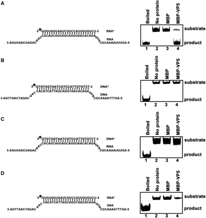 VP5 destabilizes RNA helices. Purified MBP-VP5 was incubated with (A) standard RNA helix (R*/R substrate), (B) DNA helix (D*/D substrate), (C) DNA/RNA hybrid helix (D*/R substrate) or (D) RNA/DNA hybrid helix (R*/D substrate) as illustrated in the left panels. Asterisk indicates HEX-labeled strands. The preparations of these destabilizing substrates are indicated in ‘Materials and Methods’ section. Helix substrate (0.1 pmol) was incubated in standard reaction mixtures in the presence or absence of 10 pmol MBP-VP5 as indicated, and the destabilizing activity was determined via gel electrophoresis and scanning on a Typhoon 9200. Lane 1, boiled reaction mixture without protein supplementation; lane 2, reaction mixture without protein supplementation; lane 3, reaction mixture with MBP alone; and lane 4, reaction mixture with MBP-VP5.