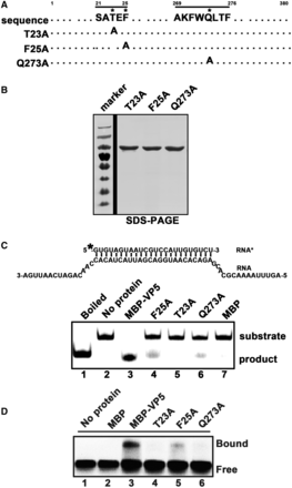 Mutational analysis of the RNA helix-destabilizing activity of VP5. (A) Illustration of the mutagenesis strategy. Asterisk indicates sites of replacement with alanine. (B) Expressed and purified MBP-VP5 mutants were subjected to 12% SDS-PAGE followed by Coomassie brilliant blue R250 staining. (C) Helix substrate (0.1 pmol; RNA1/RNA3; upper panel) was reacted with 10 pmol MBP-VP5 wild-type and mutants as indicated (lanes 3–6). Boiled reaction mixture (lane 1) was used as positive control, and the reaction mixture with no protein (lane 2) or supplemented with MBP alone (lane 7) was used as a negative control. (D) Gel mobility shift assays were performed by incubating 0.1 pmol HEX-labeled RNA1 with 10 pmol MBP-VP5 wild type and mutants as indicated (lanes 3–6). Reaction mixture without protein supplementation (lane 1) or with MBP alone (lane 2) was used as a negative control.