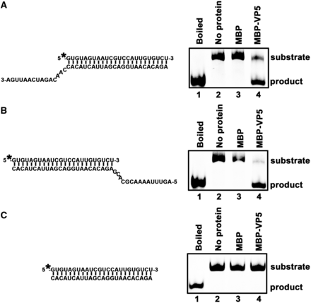 VP5 destabilizes RNA helices in a bidirectional manner. Purified MBP-VP5 was incubated with (A) 3′-tailed RNA helix (RNA1/RNA4), (B) 5′-tailed RNA helix (RNA1/RNA5) or (C) blunt-ended RNA helix (RNA1/RNA2) as illustrated in the left panels. Asterisk indicates the HEX-labeled strand (RNA1). The preparations of these destabilizing substrates are indicated in ‘Materials and Methods’ section. RNA helix substrate (0.1 pmol) was incubated in standard reaction mixtures in the presence or absence of 10 pmol MBP-VP5 as indicated, and the destabilizing activity was determined via gel electrophoresis and scanning on a Typhoon 9200. Lane 1, boiled reaction mixture without protein supplementation; lane 2, reaction mixture without protein supplementation; lane 3, reaction mixture with MBP alone; and lane 4, reaction mixture with MBP-VP5.