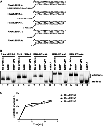 The length of 3′-tail of RNA helices has no obvious impact on the helix-destabilizing activity of VP5. (A) Schematic illustration of RNA helix substrates with the indicated lengths of 3′-tails. The shorter strand (RNA1) was HEX labeled. (B) Indicated 3′-tailed RNA helix substrate (0.1 pmol) was incubated with 10 pmol MBP-VP5, and the destabilizing activity was determined via gel electrophoresis and scanning on a Typhoon 9200. Reaction mixture without protein supplementation (lanes 1, 4, 7, 11 and 14) or with MBP alone (lanes 2, 5, 8, 12 and 15) was used as a negative control, and ssRNA was loaded to indicate the position of free ssRNA strand in the gel (lanes 10 and 17). (C) Three different RNA helix substrates (RNA1/RNA7, RNA1/RNA8 and RNA1/RNA9) were incubated with 10 pmol MBP-VP5 for 0, 5, 10, 20 and 25 min. The unwinding activity was quantified and plotted as the percentage of the released RNA from the total RNA helix substrate (Y-axis) at each time point (X-axis).