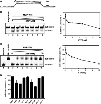 Increasing concentrations of ATP inhibited the helix-destabilizing activity of VP5. (A) The standard RNA helix substrate (RNA1/RNA3) is indicated, and asterisk indicates the HEX-labeled strand. (B) The helix substrate (0.1 pmol) was incubated with 10 pmol MBP-VP5 for 10 min in the standard reaction condition in the absence (lane 2) or presence of increasing concentrations of ATP (lanes 3–8; 0.25, 0.5, 1.0, 2.0, 5.0 and 10.0 mM ATP). (C) The helix substrate (0.1 pmol) was incubated with 10 pmol MBP-VP5 for 60 min in the standard reaction condition in the absence (lane 3) or presence of increasing concentrations of ATP (lanes 4–9; 0.25, 0.5, 1.0, 2.0, 5.0 and 10.0 mM ATP). The destabilizing activity was determined via gel electrophoresis and scanning on a Typhoon 9200. The unwinding activity was plotted as the percentage of the released RNA from the total RNA helix substrate (Y-axis) at each ATP concentration (X-axis) (B and C, right panels). Error bars represent standard deviation (SD) values from three separate experiments. (D) The helix substrate (0.1 pmol) was incubated with 10 pmol MBP-VP5 for 60 min in the standard reaction condition in the presence of different NTP or dNTP at 0.5 mM as indicated. The unwinding activity was graphed as the percentage of the released RNA from the total substrate (Y-axis) in the presence of different NTP or dNTP (X-axis). Error bars represent SD values from three separate experiments.