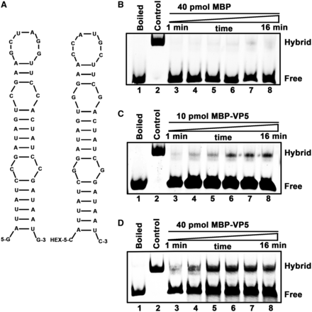 VP5 destabilizes stem-loop structured RNA strands. (A) Schematic illustrations of the stem-loop structures of the two complementary 42-nt RNA substrates. HEX labeling is indicated (right). (B–D) The two strands were mixed (0.1 pmol each strand) and reacted in the presence of (B) 40 pmol MBP, (C) 10 pmol MBP-VP5 or (D) 40 pmol MBP-VP5 for the indicated time (lanes 3–8; 1, 2, 4, 8, 10 and 16 min). For (B–D), the mix of the two strands was boiled (lane 1) or preannealed (lane 2) as a negative or positive control. The hybridized and free strands are indicated.