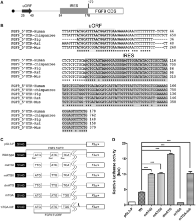 FGF9 uORF抑制下游编码序列的表达。（A） 与FGF9的5’UTR中的uORF和IRES相对应的预测序列元素。ATG核苷酸序列是翻译起始密码子。（B） 人类、黑猩猩、猪、大鼠和小鼠的交叉谱比对显示，5’UTR的总体一致性为86%。（C） pGL3-SV40-5’-UTR-Fluc报告结构的示意图。构建了6个uORF起始（mATGI和mATGII）和终止（mTGA）密码子突变的质粒，2个上游ATG位点（dmATG）的双突变体和1个mTGA碱基缺失突变体（mTGA-infr）。显示了起始密码子和终止密码子的相对位置以及每个突变质粒的碱基组成。（D） 将图3C所示构建体的萤光素酶活性转染到HEK293细胞中，标准化为pGL3-p，并显示为平均值±SEM（n=3）**P<0.01***P＜0.001。