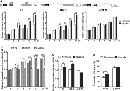 FGF9 IRES在缺氧时被激活。（A） 低氧诱导HEK293细胞中IRES介导的FGF9 mRNA翻译。将具有全长FGF9 5'UTR（FL；左）、FGF9 IRES（IRES；中）和不含IRES基序的FGF9 5'UTR序列（ΔIRES；右）的报告构建体在常氧（白色方块）或缺氧（黑色方块）下转染到HEK293细胞中，在0小时标准化为常氧时，萤光素酶活性显示为相对增加了两倍。条形图表示平均值±SEM（n=3）***P<0.001。（B） 图4A所示的结构在HEK293细胞系中表达。在转染后24小时以及缺氧和常压暴露的不同时间点测量Fluc活性。条形图表示平均值±SEM（n=3），表示0 h时FL的折叠增加。*P<0.05***P<0.001。（C） 在Fluc构建的转染细胞中，使用S6-IP来降低核糖体mRNA复合物。使用RT-qPCR定量S6-IP富集的mRNA水平，并表示为翻译效率。条形图表示平均值±SEM（n=3），为FL的倍增。**P<0.01***P<0.001。（D） 使用RT-qPCR定量FGF9或β-肌动蛋白的多聚体相关转录物。FGF9和β-肌动蛋白在缺氧条件下的翻译效率与正常氧条件下（n=3）的翻译效率相一致*P<0.05。