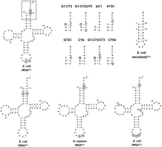 Full-length tRNAs and E. coli tRNAPro acceptor stem variants tested as substrates for editing by E. coli ProRS and INS domain homologs. WT E. coli tRNAPro/UGG is shown (top left) with the acceptor stem region that is varied in this study (boxed). The acceptor stem variants of E. coli tRNAPro are also shown on the top with the altered sequences in bold-faced larger font. MicrohelixPro (top right) is derived from the acceptor stem of E. coli tRNAPro and contain a stable UUCG tetraloop. Sequences of E. coli tRNAAla/UGC, human tRNAPro/UGG and E. coli tRNACys/GCA also used in this study are shown at the bottom. The nucleotides previously identified as critical for aminoacylation of these tRNAs by the corresponding ARSs are circled (16–18,37,38). In the case of E. coli tRNACys, the dotted circles indicate a critical tertiary core contact between G15:G48.
