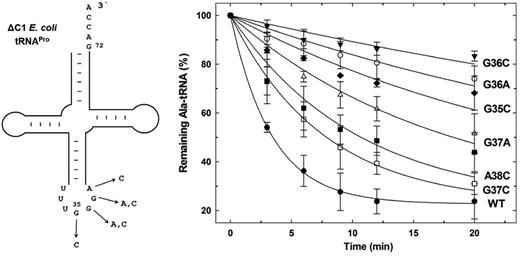 Escherichia coli tRNAPro anticodon variants tested as substrates for deacylation by E. coli ProRS. Single substitutions of anticodon bases of E. coli tRNAPro selected for this study are shown on the left. Deacylation of WT Ala-tRNAPro anticodon variants by WT E. coli ProRS (right). The tRNA variants used here lack C1, which does not negatively affect aminoacylation (16) or deacylation (present study) by E. coli ProRS.
