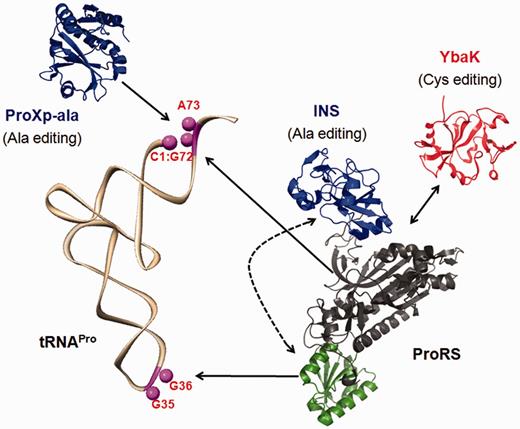 Divergent approaches for tRNAPro recognition by homologous INS-like editing domains. Bacterial ProRS recognizes acceptor stem elements G72/A73 and anticodon bases G35/G36 for efficient aminoacylation of tRNAPro. The cis-editing domain of ProRS (INS) depends on interactions of the ABD (green) with the anticodon bases of tRNAPro for hydrolysis of Ala-tRNA (indicated by dotted line). The trans-editing protein ProXp-ala relies only on the acceptor stem elements for hydrolysis. The YbaK trans-editing domain lacks tRNA recognition capability, but instead, interacts with ProRS to achieve tRNA specificity. The structures shown are Enterococcus faecalis ProRS (11), E. coli YbaK (47) and C. crescentus ProXp-ala (11).
