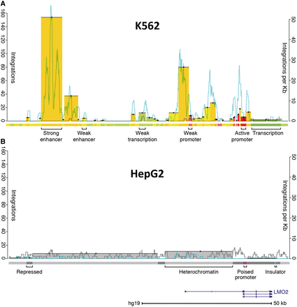 Integration pattern near LMO2 in K562 and HepG2 cells. (A) Integrations in K562 cells. Bars indicate the sum of unique integration events color-coded to match the genomic state in which they integrated (left axis); there are 471 events represented in this ∼110-kb span. Bar tops are highlighted with a black line and a dot for visibility. The right axis indicates the rate of integration in a 1-kb sliding window for both experimental integrations (blue) and a representative in silico random control (gray). The location of LMO2 is represented in the lower right of the figure. Approximately 0.15% of the 315 810 integrations scored landed in this LMO2 interval, which comprises 0.0036% of the genome. The colored track below the integrations is the chromatin state segmentation track (21); colors correspond to different states, as indicated. (B) Integrations in HepG2 cells. The scales are the same as in (A). There are 19 integrations in this region. Experimental integrations are significantly depleted relative to random control integrations in this region (bootstrapping; P < 0.0001). Note that the number of random integrations per kilobase tends to be higher for HepG2 than K562 cells. This is because there are >10-fold as many integrations in HepG2 relative to K562, resulting in a corresponding increase in the number of random control integrations. This figure clearly shows the cell-type-specific differences in the raw number of experimental integrations in the LMO2 region between K562 and HepG2 cells. These differences can likely be attributed to the presence of active LMO2 enhancers and promoters in K562 cells and their absence in HepG2 cells.