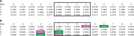 Bias of primary sequence at MLV integration sites in HepG2 cells. We ascertained the sequence of experimental and random in silico inserts with ‘BEDTools getfasta’, taking strand orientation into account (26). (A) Base composition of random control integrations. Integration occurs in positions 1–4 (black box); positions are relative to the 5′ base of the integration site. The values are the mean proportion of the ratio of the base in question at that position >9 920 random control data sets (80 random controls contained a site in which the 5 bp flanking sequence extended off the end of the chromosome; these controls were removed). (B) Base composition of experimental integrations. All proportions are significantly different from random (bootstrapping; significance threshold = 0.0004; P < 0.0001 for each). The values that differ from the mean random value by ≥10% are highlighted (green, 10% more than random; magenta, 10% less; gray, not significantly different from random).
