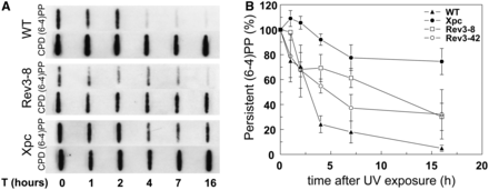 Defective repair of (6-4)PP in Rev3−/− MEFs. (A) Representative slot blot to measure the relative repair of (6-4)PP in wild-type, Rev3−/− and Xpc−/− MEF lines at different times following exposure to 5 J/m2 UV-C. CPD lesions are hardly repaired in mouse cells and therefore serve as internal control. (B) Average of four individual experiments. Error bars: Standard error of the mean (SEM).