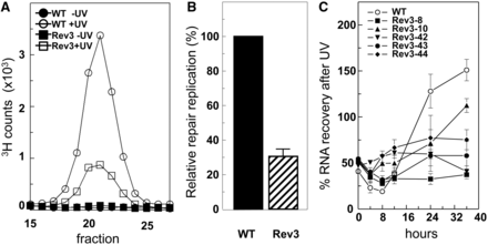 Rev3 deficiency affects both TC-NER and GG-NER. All cell lines were cultured under low-serum conditions that reduce, rather than abolish (Supplementary Figure S1), proliferation of Rev3−/− MEFs. (A) Profiles of repair replication in wild-type and Rev3−/− MEF line 8, 3 h following exposure to 10 J/m2 UV-C. Repair replication was normalized to the amount of parental DNA in the gradient. (B) Relative repair replication in wild-type and Rev3−/− MEF line 8. Repair replication in wild-type cells was set at 100%. Repair replication was measured thrice. (C) Recovery of RNA synthesis in wild-type and five independent Rev3−/− MEF lines following exposure to 10 J/m2 UV-C. RNA synthesis in unexposed cells was set at 100%. Mean ± SEM.