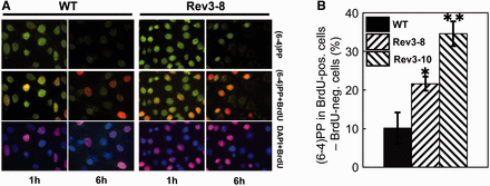 Persistence of (6-4)PP in replicating Rev3−/− MEFs. (A) Immunostaining for (6-4)PP (green) and BrdU (replicating cells, red) in DAPI-stained nuclei (blue) of wild-type and Rev3-8 MEFs, 1 and 6 h after global exposure to 5 J/m2 UV-C. (B) Relative differences in (6-4)PP between BrdU positive (replicating) and BrdU negative (nonreplicating) wild-type and two independent Rev3−/− MEF lines, 6 h after UV treatment. Mean ± SEM. P = 0.03 (Rev3−/− line 8) or 0.004 (Rev3−/− line 10).