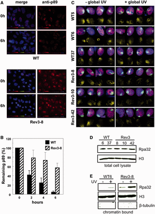 Recruitment of pre-incision factor p89 and Rpa to local UV damage. (A) Immunostaining for p89 in wild-type and Rev3-8 MEFs after local exposure to 30 J/m2 UV-C. (B) Prolonged persistence of p89 at locally induced UV damage in Rev3−/− MEFs. Mean ± SEM of 35–50 spots/time point. (C) Defective accumulation of Rpa in local damage spots in Rev3−/− MEFs, pretreated with low-dose UV-C. MEF lines of each genotype were mock treated (left panels) or globally exposed to 1 J/m2 UV-C (right panels) to induce the arrest of replication forks, followed by local UV-C treatment. Then, cells were stained for CPD (green), Rpa (yellow), EdU (red) and for nuclei (blue). Rpa is hardly recruited to local UV damage in the presence of globally arrested replication forks. (D) Total Rpa levels in wild-type and Rev3−/− MEF lines. (E) Levels of chromatin-associated Rpa upon UV exposure of wild-type and Rev3−/− MEF lines.