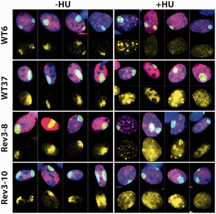 Sequestration of Rpa by HU-induced replicative stress results in its unavailability for NER. MEF lines of each genotype were mock treated (left panels) or globally exposed to 2 mM HU (right panels) to induce the arrest of replication forks, followed by local UV-C treatment. Then, cells were stained for CPD (green), Rpa (yellow), EdU (red) and for nuclei (blue). Irrespective of the Rev3 status, Rpa is hardly recruited to local UV damage in the presence of replication forks, arrested by HU.