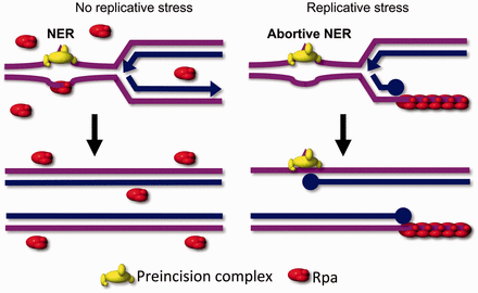 Model for the interference between NER and replicative stress. Left: in the absence of replicative stress, free Rpa is abundant and available to perform coupling between pre-incision and post-incision complexes in NER. The removal of DNA lesions allows unperturbed progression of replication. Right: when excessive replicative stress is present, as in the treatment of Rev3−/− MEFs with low-dose UV, or of wild-type (or Rev3−/−) cells with HU, Rpa is sequestered at the resulting extended ssDNA tracts. Therefore, Rpa is unavailable to act during NER, resulting in the persistence of early NER factors at lesion sites and in an NER defect. This will further aggravate the consequences of replicative stress. This positive feedback loop explains the extreme UV sensitivity of proliferating Rev3-deficient cells (13,21).